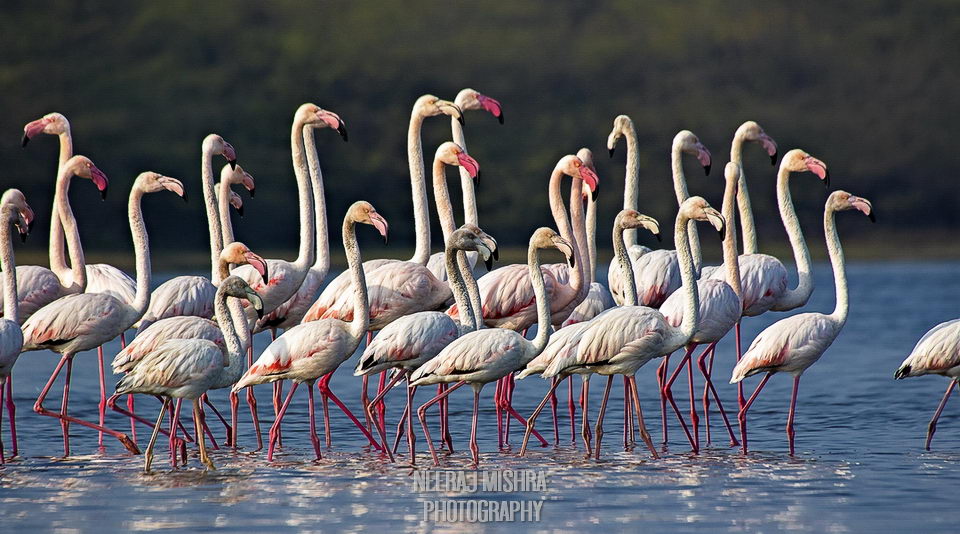 Greater Flamingo-02