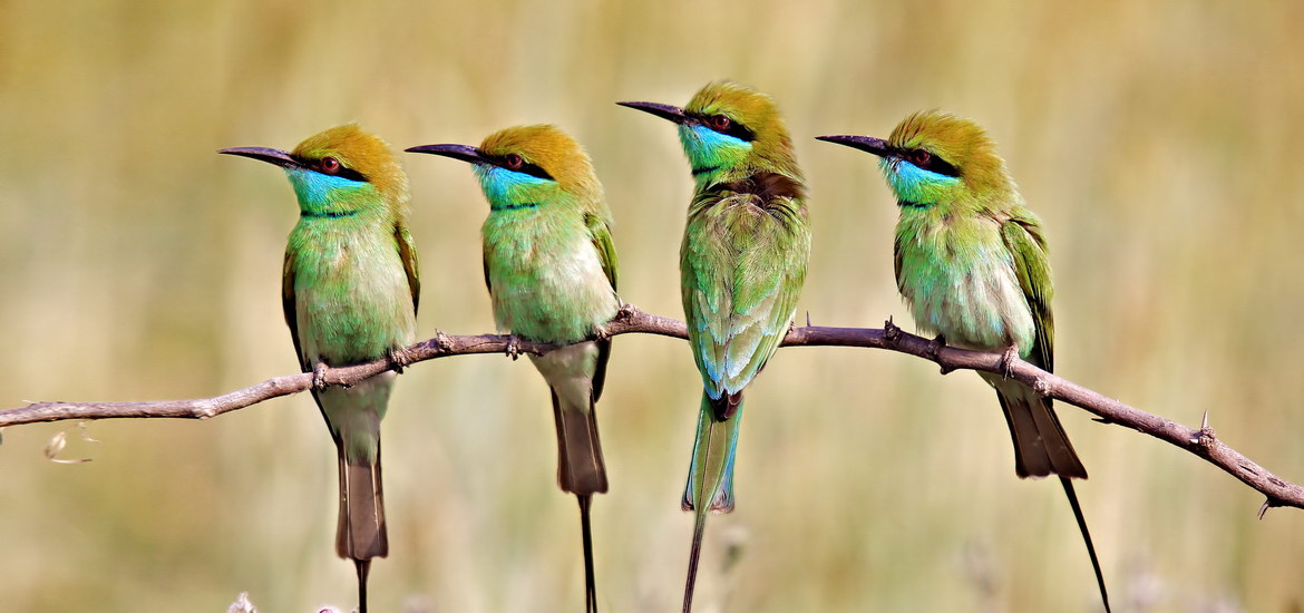 Green-Bee-eater