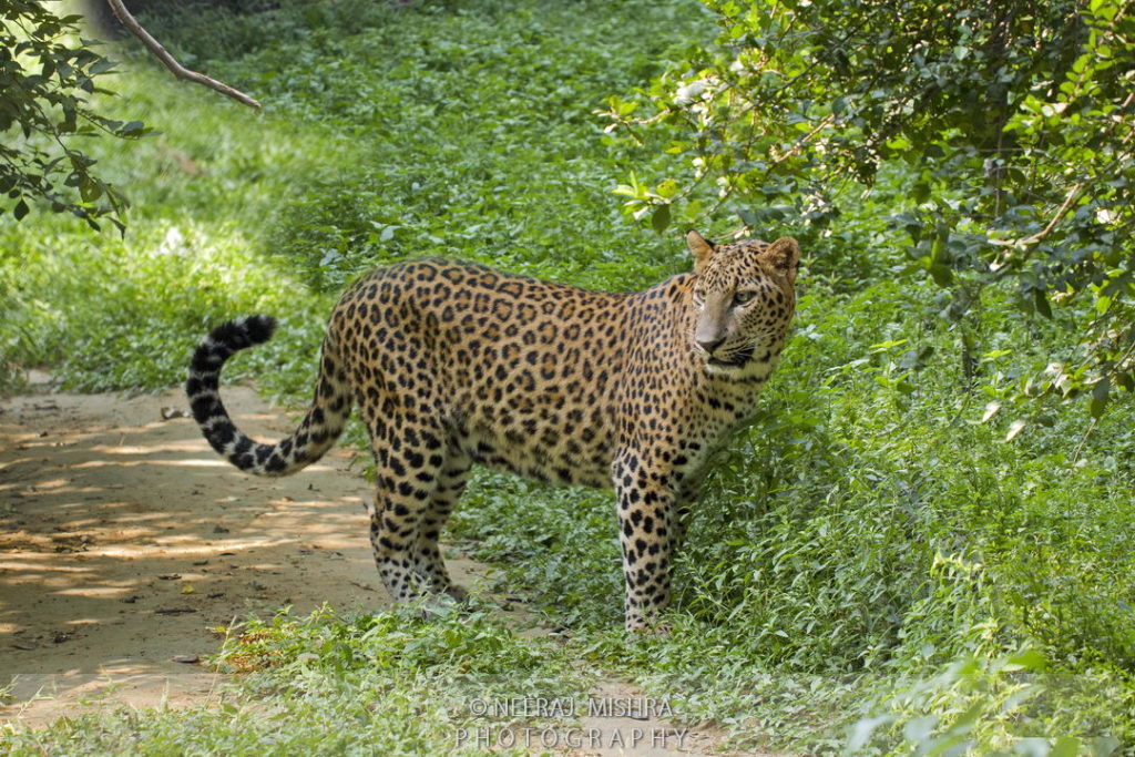 Leopard-04