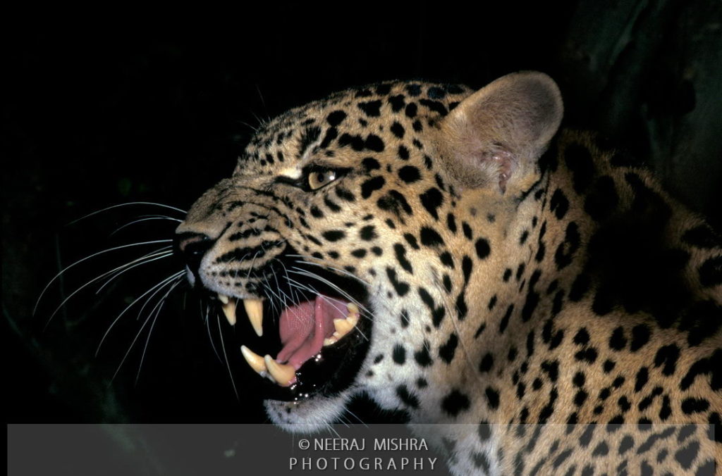 Leopard-07