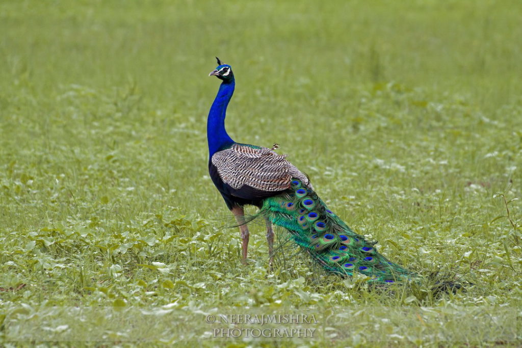 Peacock-03