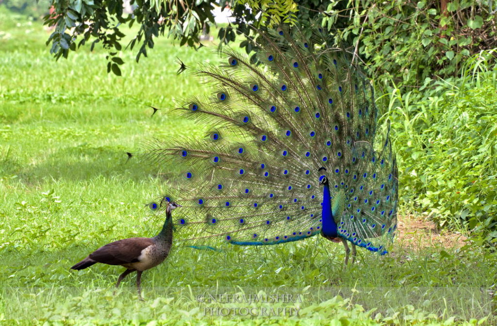 Peacock-06