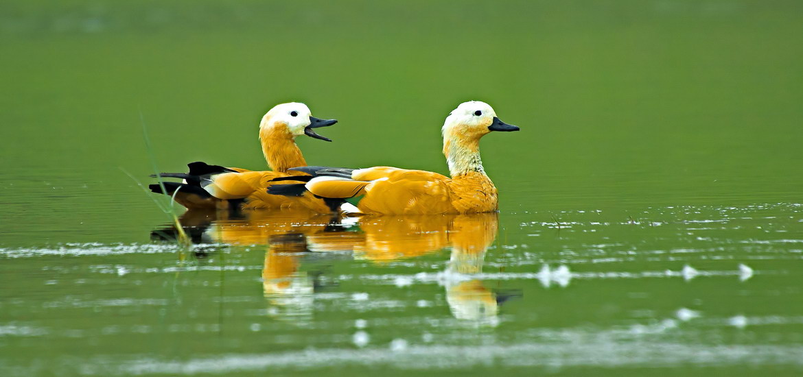 Brahminy-Ducks